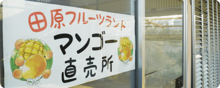 宮古島産マンゴーは【田原フルーツランド】へ