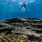 マリンアクティビティのシュノーケリングツアー写真